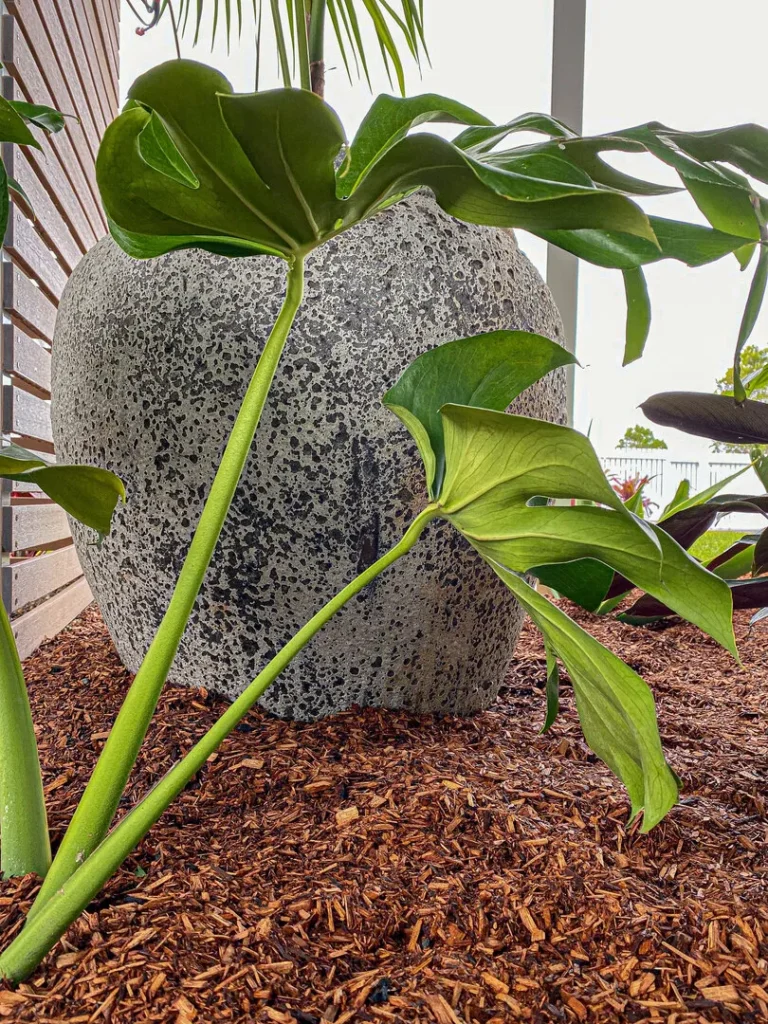 Large plant in textured stone planter