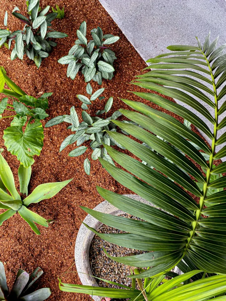 Top view of lush green garden plants