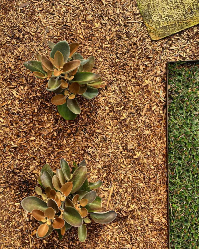 Two plants in mulch and grass setting