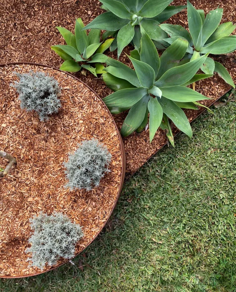 Succulent and shrub garden with mulch and grass