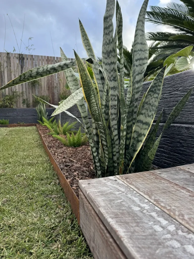 Snake plant in a raised garden bed