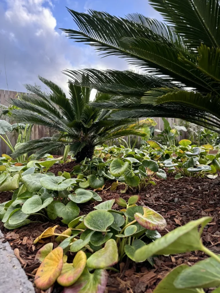 Lush garden with palm trees and leafy plants