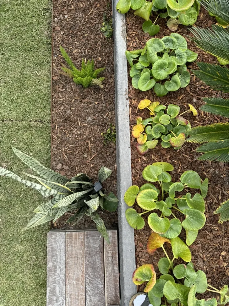 Raised garden bed with various green plants
