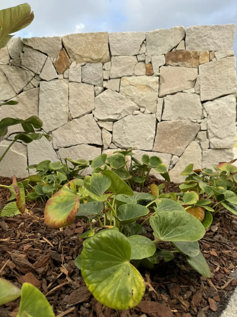 Stone wall with green plants