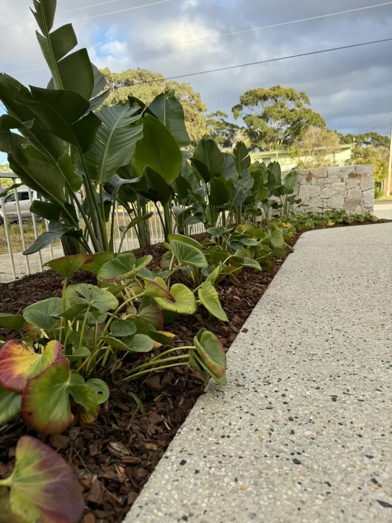Sidewalk beside green leafy garden with mulch