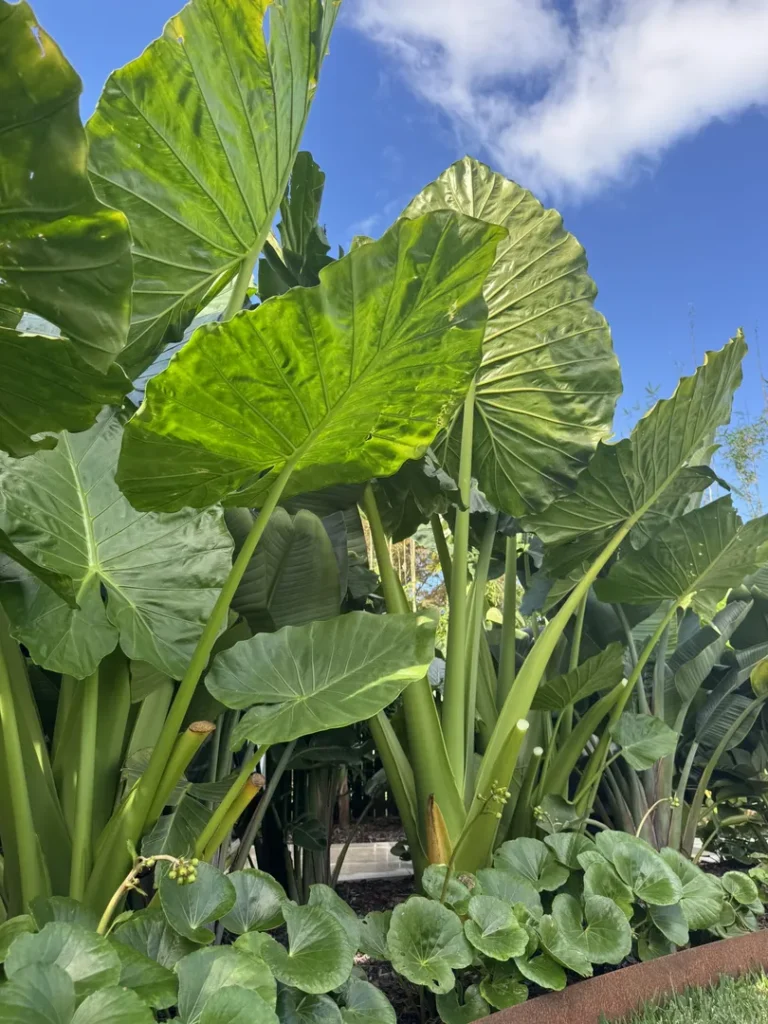 Large lush green tropical leaves under blue sky.