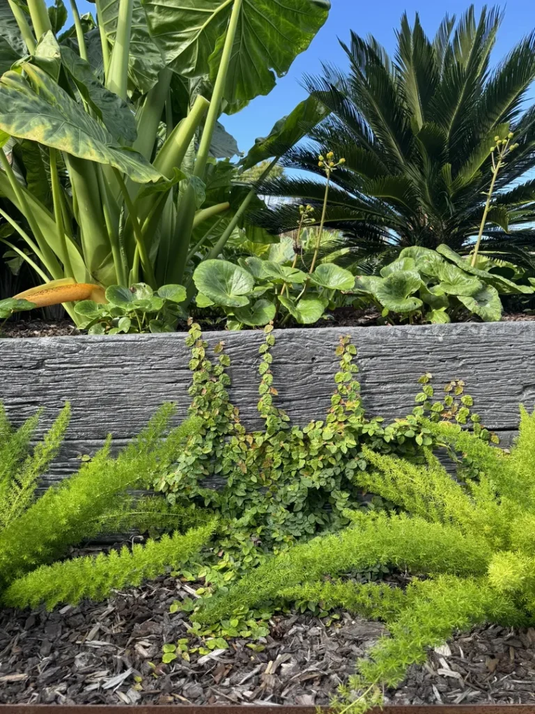 Lush green plants in landscaped garden with wooden border.