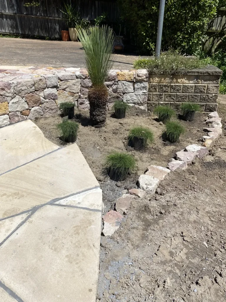 Newly landscaped garden with young grass plants.