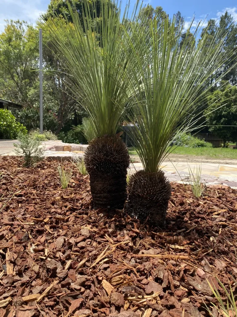 Two young grass trees in sunlit garden.