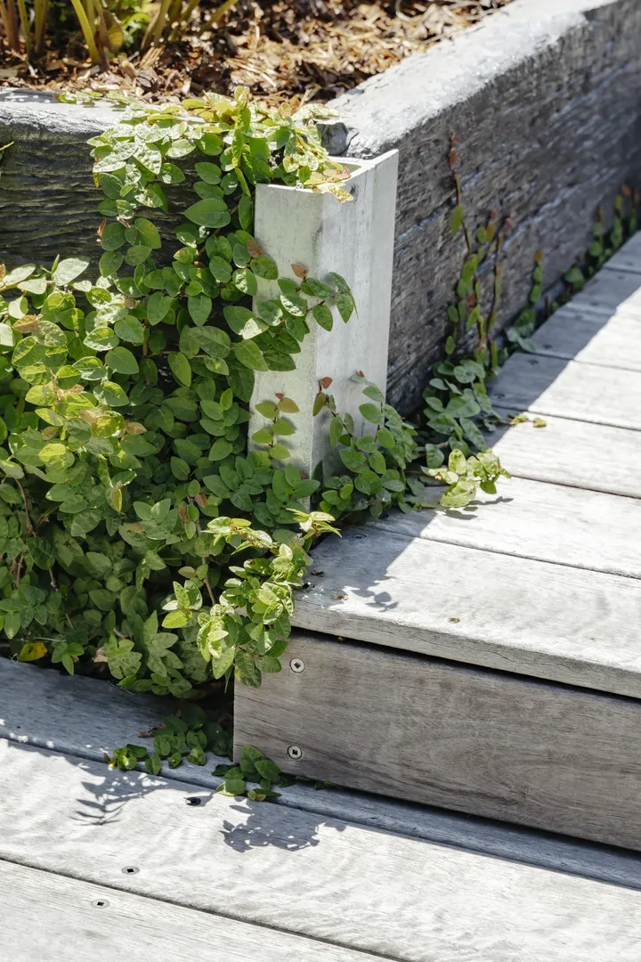 Green vine growing over wooden deck steps