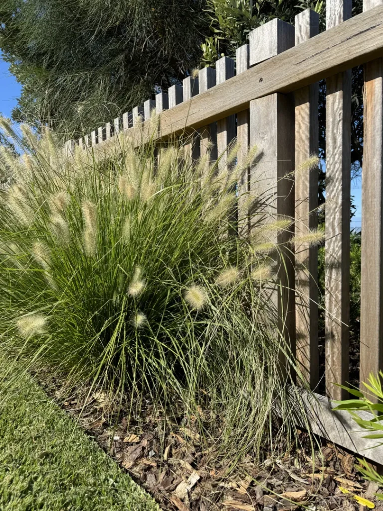 Ornamental grass growing beside wooden garden fence