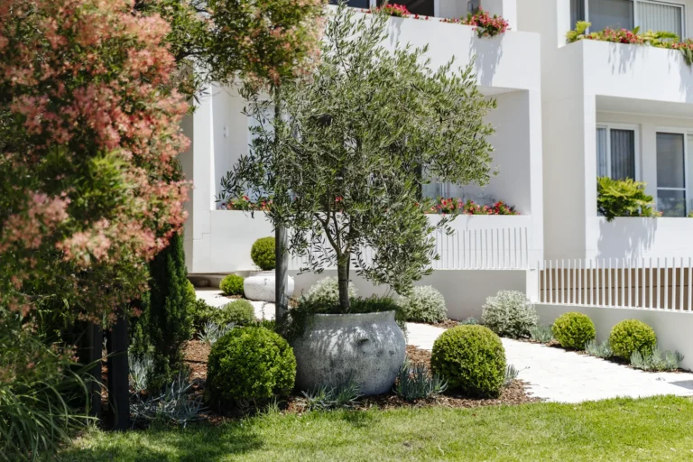 Modern apartment garden with olive tree and shrubs