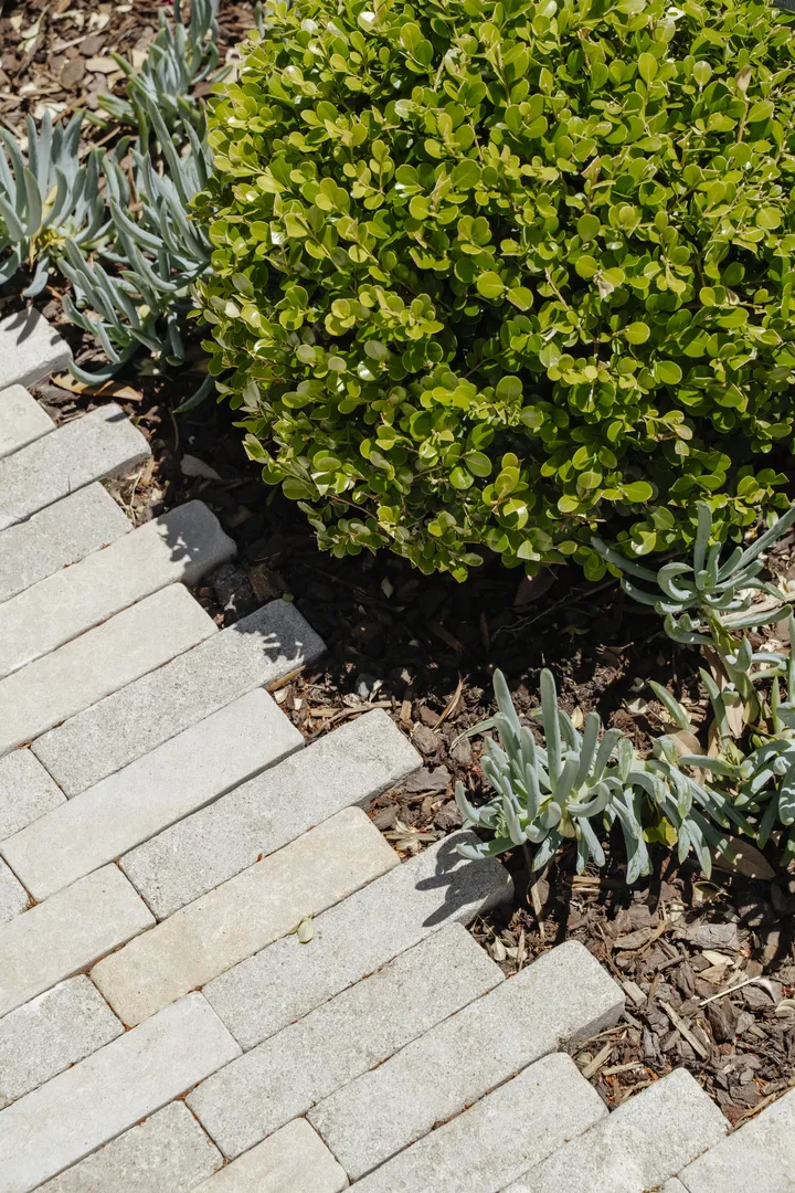 Curved stone walkway beside green shrubs and succulents