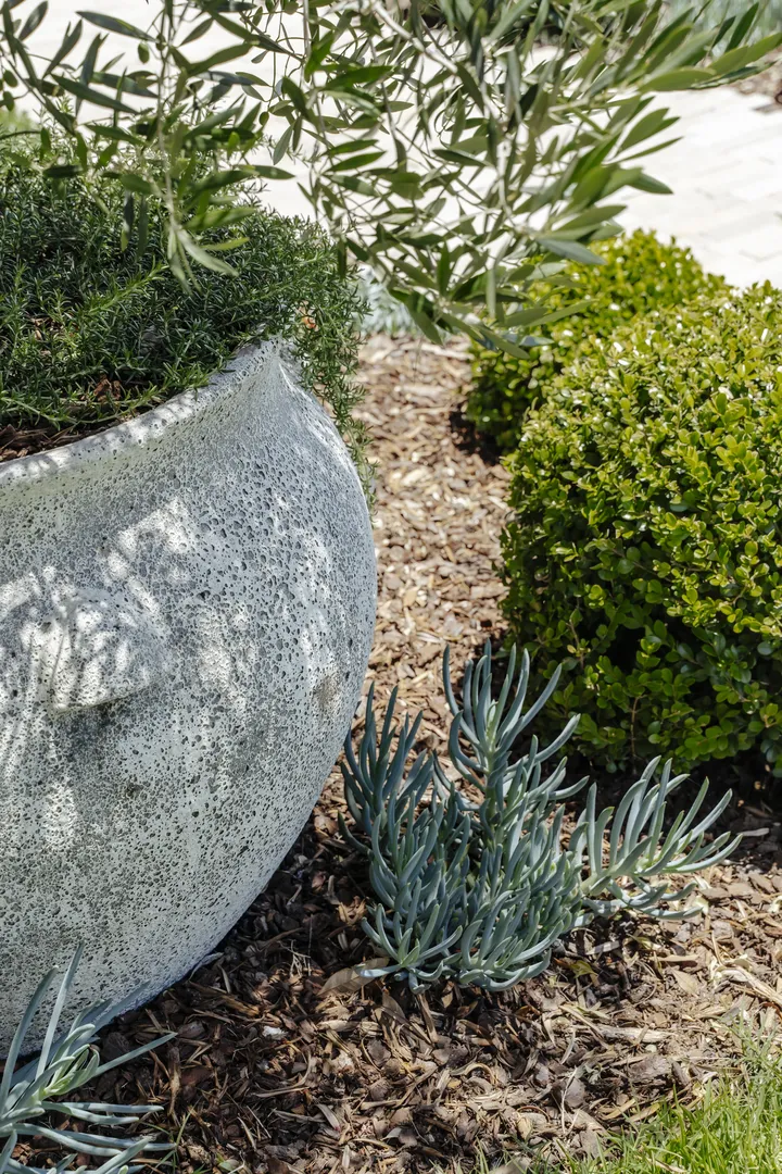 Large concrete planter with shrubs and succulents